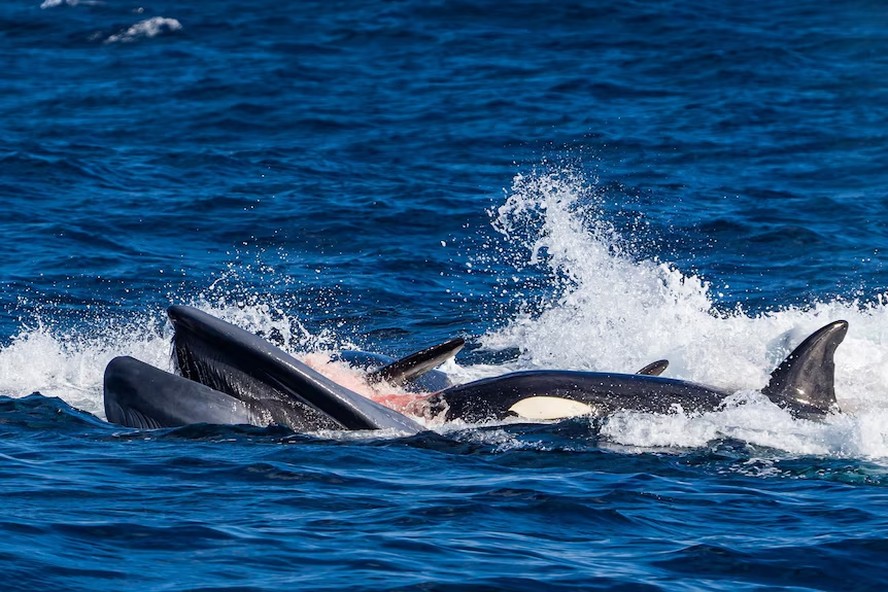 A baleia-azul-pigmeia sob ataque de um grupo de orcas no Bremer Canyon, na Austrália Ocidental