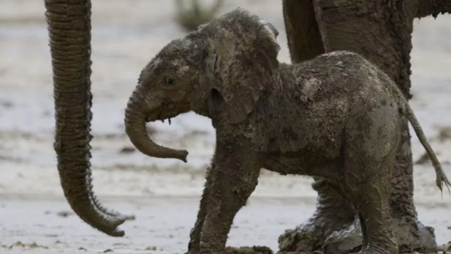 Água aos Elefantes filme - Veja onde assistir