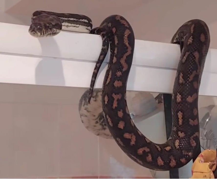 Cobra pendurada em banheiro de uma casa da Gold Coast, na Austrália