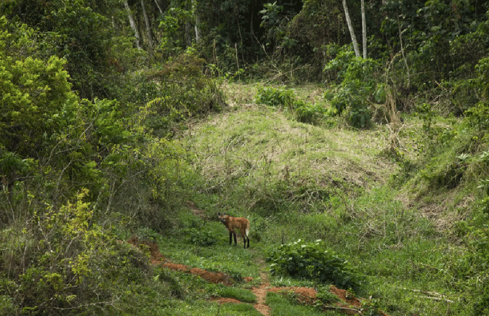 Lobo-guará Chiquinho de volta à natureza. — Foto: Guito Moreto
