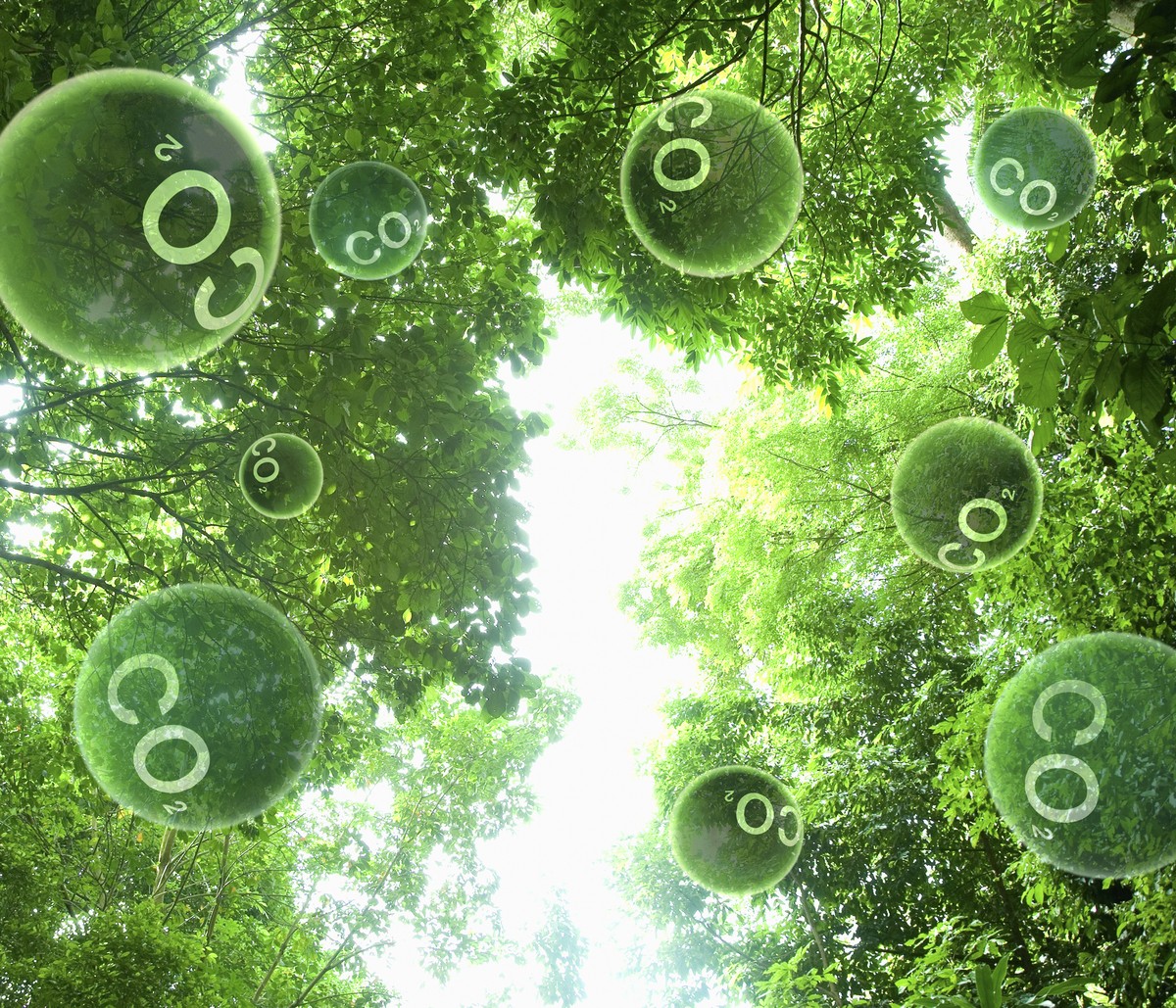 B3 divulga carteira de seu índice de carbono para 2026 com avanço na ...