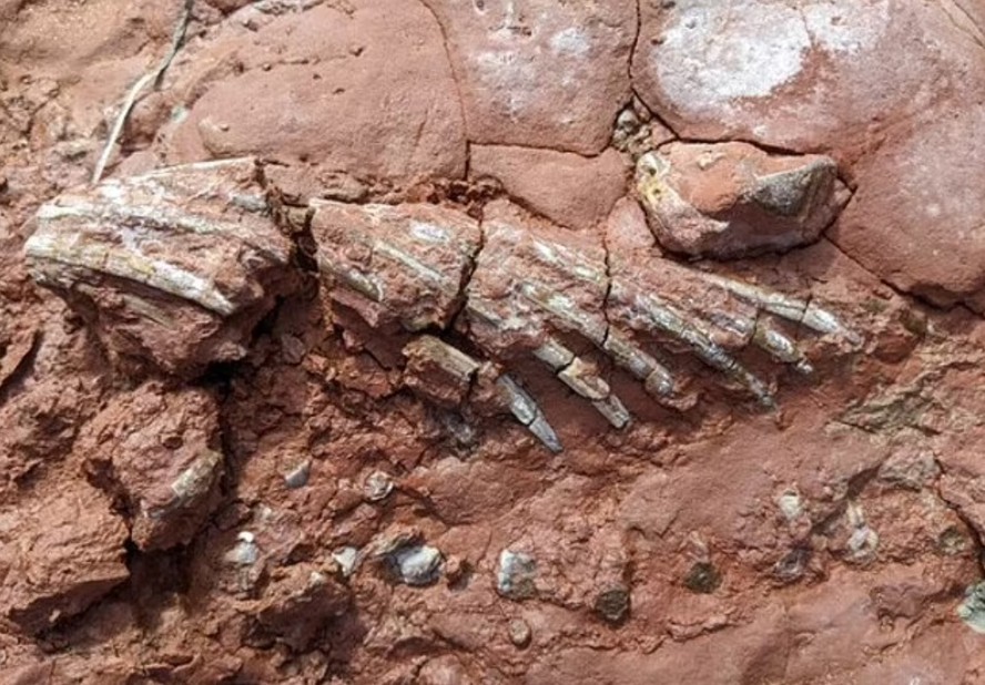 Fóssil de animal desconhecido que viveu antes dos dinossauros é ...