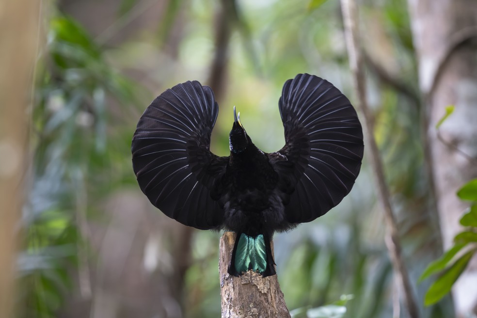 Um Lophorina victoriae, um dos pássaros-do-paraíso (Família Paradisaea), nativo da Austrália, em sua elaborada exibição de dança de acasalamento — Foto: Getty Images
