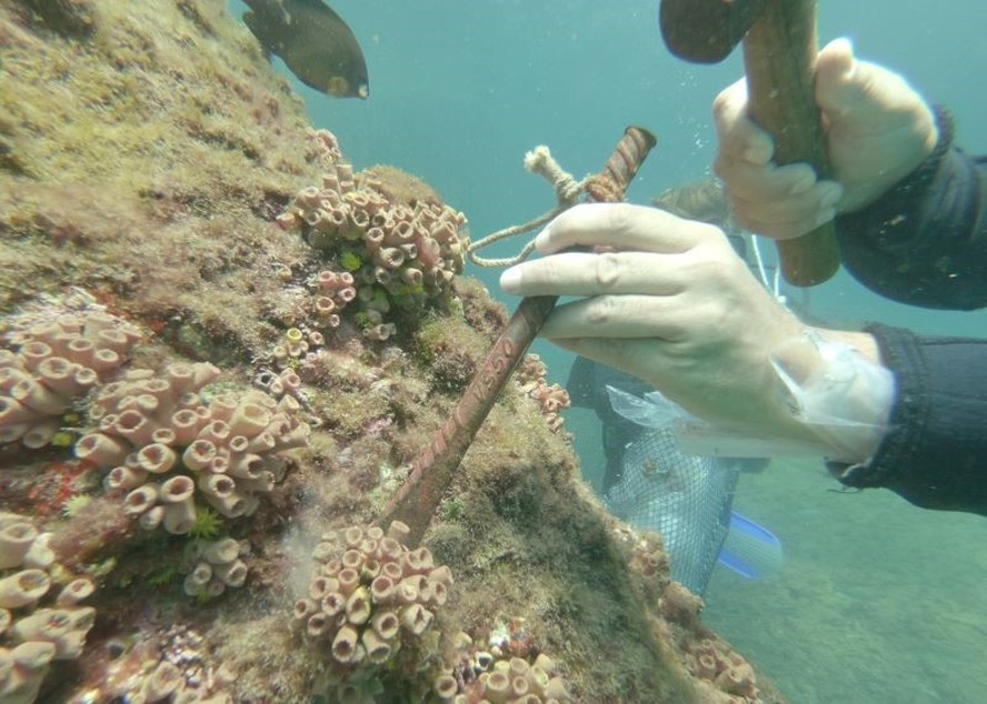 Remoção de coral invasor deve ser evitada em períodos de alta