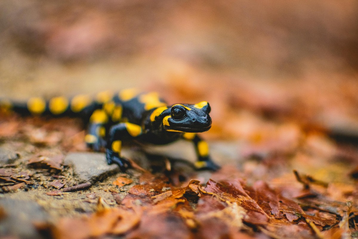 clube-da-luta-das-salamandras-mostra-que-animais-se-irritam-mais-em