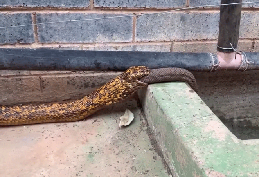 Cobra comendo cobra em vídeo feito no Marrick Safari.