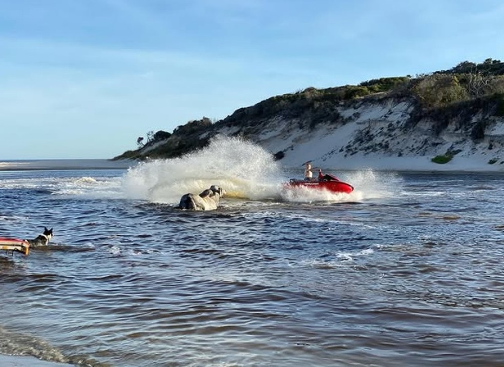 O touro Bruce se refresca na água do mar em Nanarup Beach — Foto: Reprodução/Redes sociais