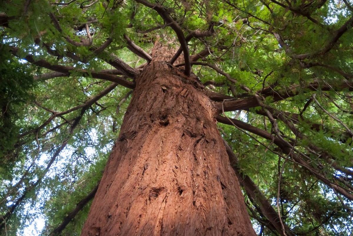 Giant sequoias from California, USA thrive in UK climate, study reveals |  Biodiversity