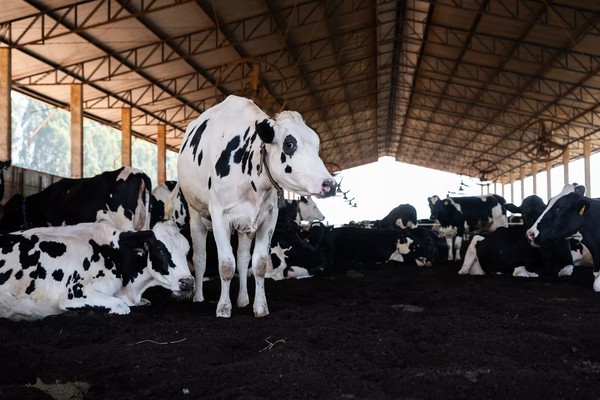 Gado leiteiro. — Foto: Jornada Flora / Divulgação: Danone Brasil