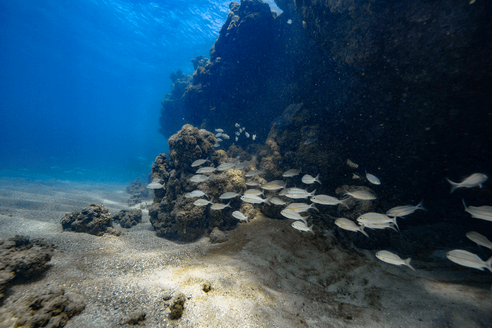 Corais e peixes. — Foto: Filipe Cadena/ Fundação Grupo Boticário
