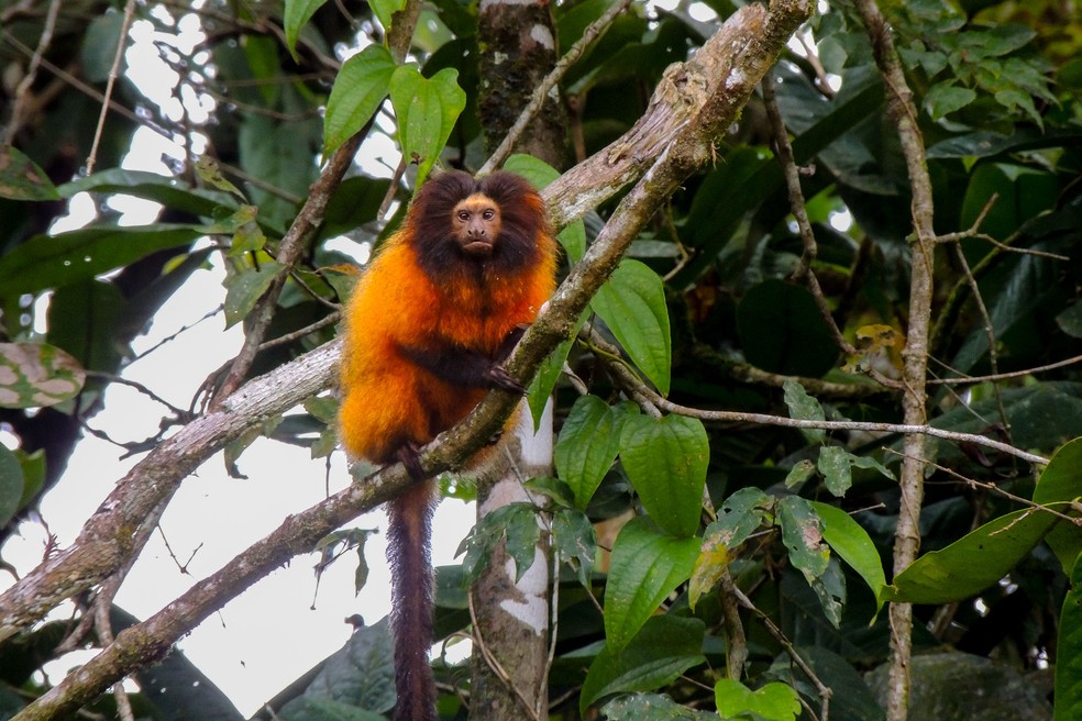 Mico-leão-da-cara-preta: por ter sido o último a ser descoberto, ainda há muitas incógnitas sobre o mico-leão-da-cara-preta. — Foto: Elenise Sipinski / SPVS