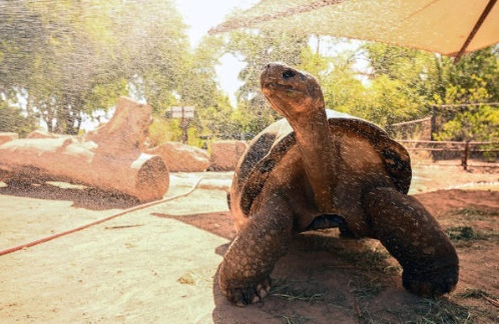 Tartaruga é borrifada com água enquanto a equipe do Zoológico de Phoenix toma medidas extras para manter os animais e visitantes frescos durante uma onda de calor recorde  — Foto: Getty Images