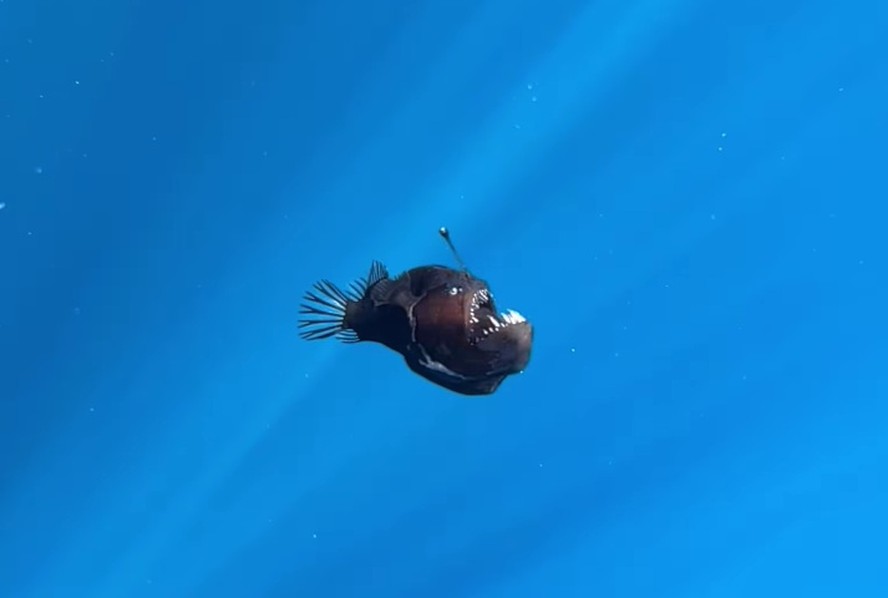 Popularizado em animação Procurando Nemo, peixe 'diabo negro' é flagrado  pela 1ª vez à luz do dia; assista | Biodiversidade | Um só Planeta
