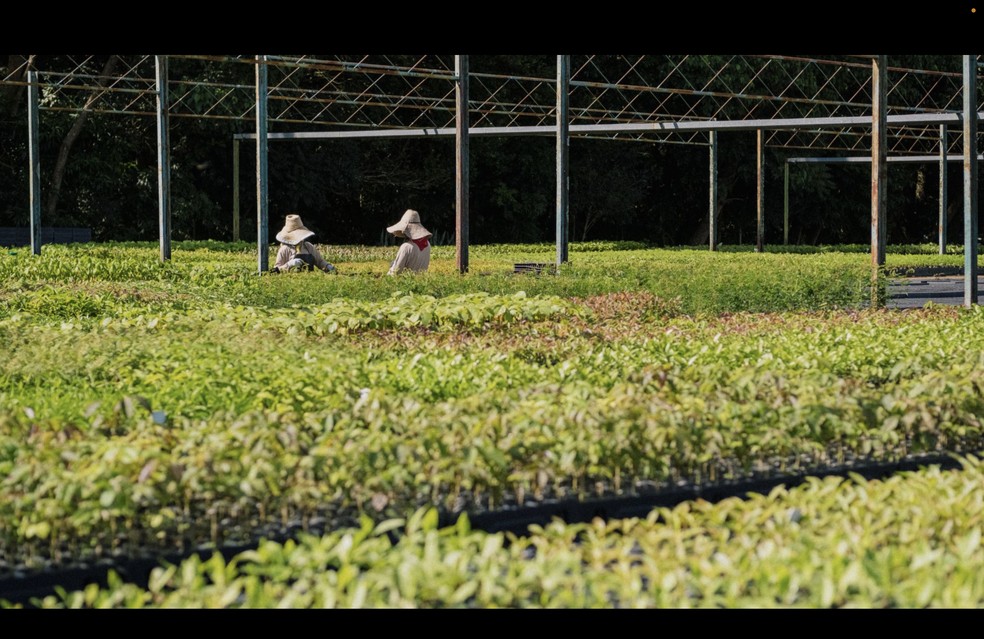 Mudas são cuidadas e tratadas antes de serem plantadas em Mãe do Rio 2 — Foto: Raimundo Paccó