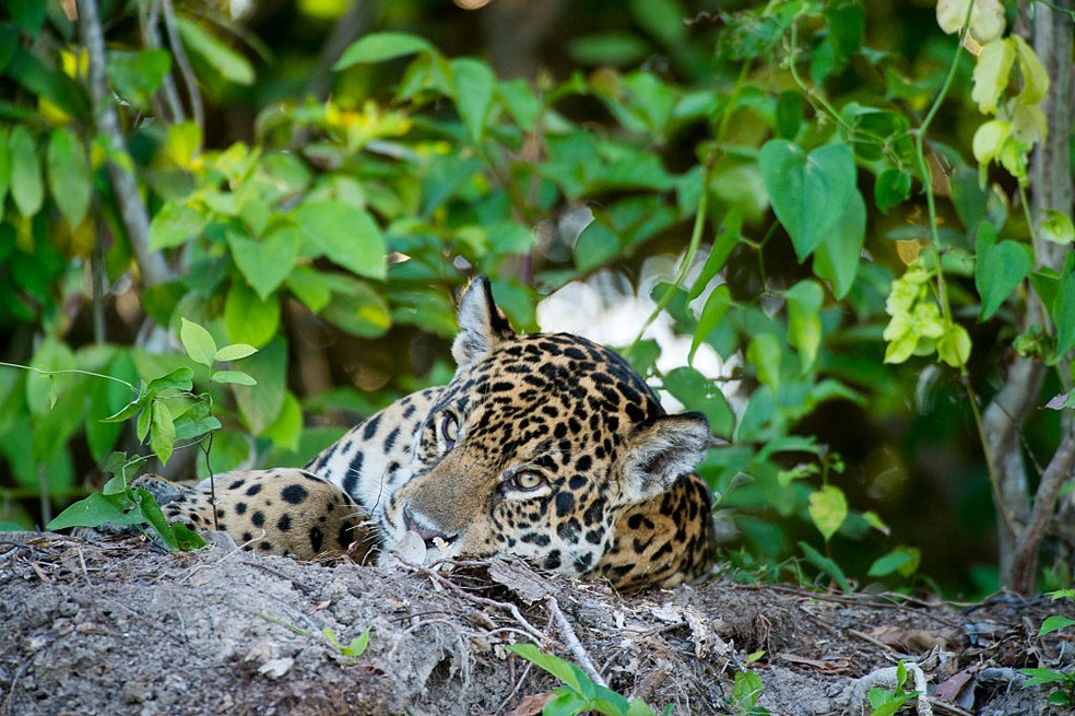 Onça no Pantanal — Foto: Wolfgang Kaehler/Getty Images