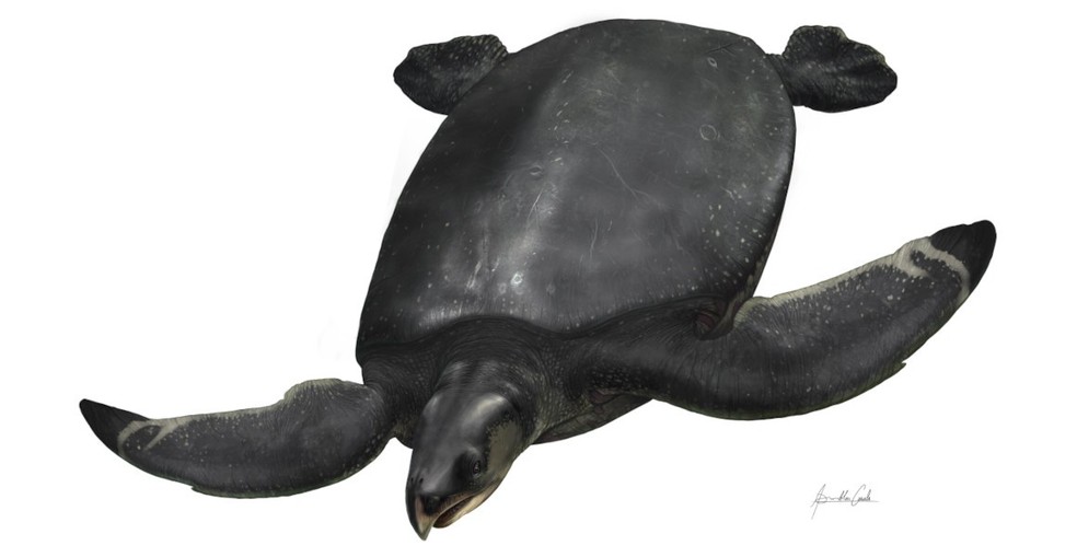 Tartaruga marinha gigante pré-histórica descoberta na Europa — Foto: Reprodução