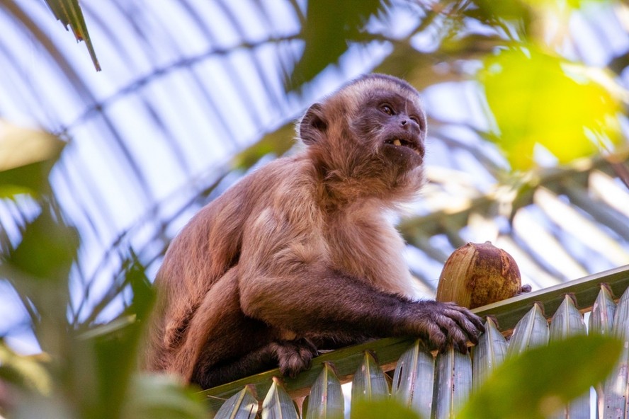 Macaco-prego com um fruto de babaçu: alimento de casca dura precisa ser quebrado com ferramenta de pedra, uma inovação que nem todas as populações do gênero adotaram