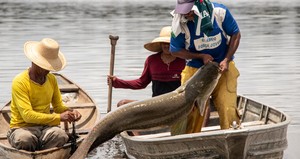 Pesca artesanal é peça-chave para a conservação da Amazônia
