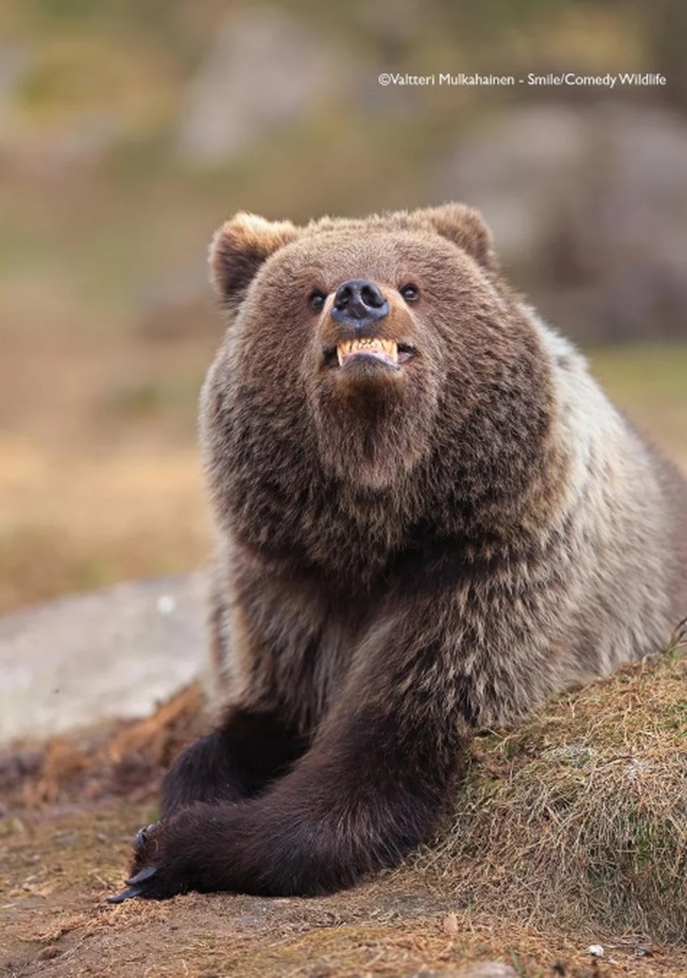 Urso com "sorriso amarelo" na imagem “Sorria, você está sendo fotografado”. — Foto: Valtteri Mulkahainen