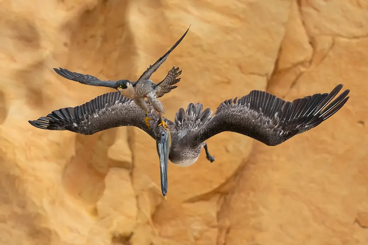 La foto de un halcón atacando a un pelícano gana el concurso de fotografía de aves más grande del mundo;  Mira las fotos |  Biodiversidad
