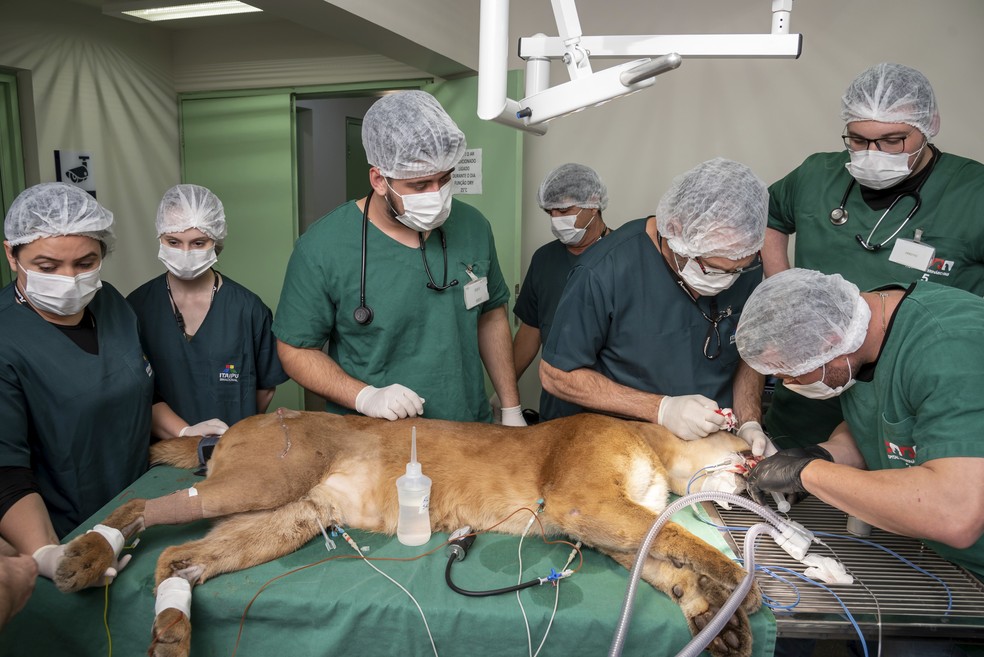 Onçaparda volta à natureza no Paraná após mais de dois anos em