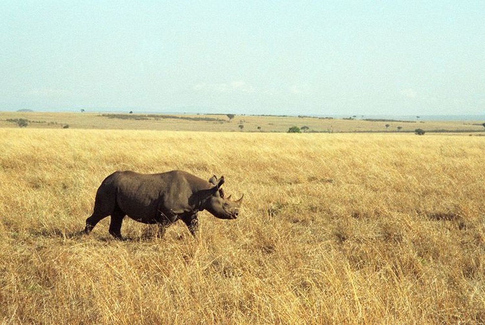 A mais rara das subespécies de rinoceronte-negro, o rinoceronte-negro-ocidental foi reconhecido pela IUCN como extinto em 2011. — Foto: Jerzy Strzelecki / Wikimedia Commons