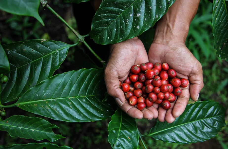 Produção de café.
