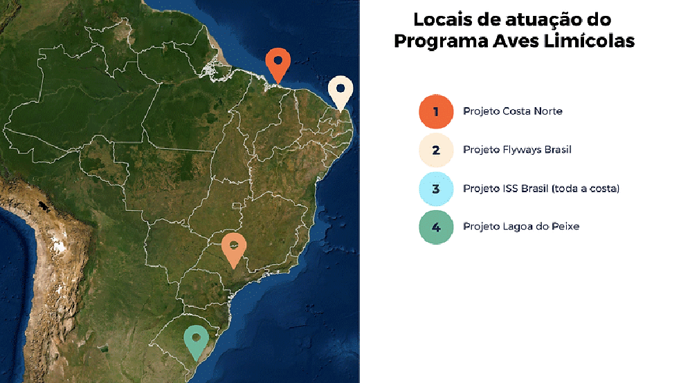Mapa com locais de atuação do Programa Aves Limícolas.  — Foto: Save Brasil