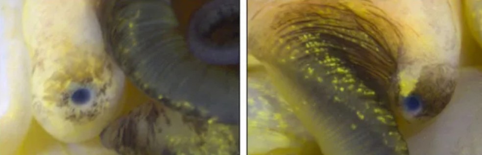O olho de um caracol foi removido cirurgicamente, mas um novo olho cresceu. Dois meses após a amputação, o novo olho (à direita) se parece muito com o olho ileso (à esquerda). — Foto: Alice Accorsi