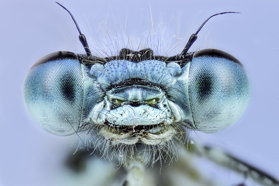 Insetos: imagem aumentada de uma mosca.