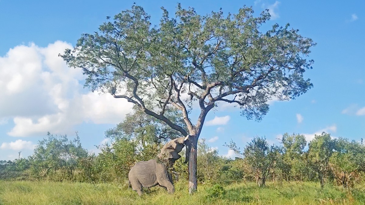 Arquitetos da natureza: vídeo capta momento em que elefante 'sutilmente ...