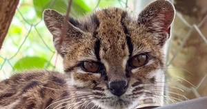 Onça em miniatura: Conheça o tilcayo, primeira espécie de felino descrita em mais de 100 anos - que de pet nada tem
