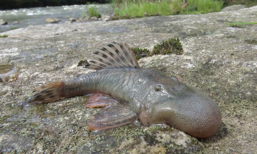 Uma nova espécie de peixe com “cabeça de bolha”. A função da sua estrutura incomum permanece um mistério — Foto: Robinson Olivera