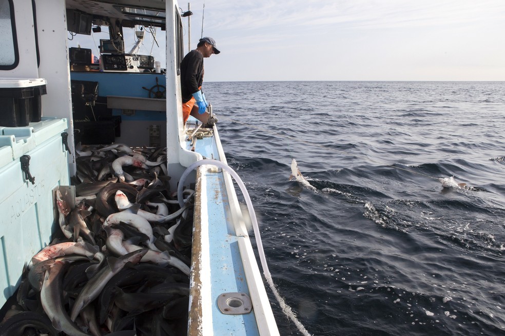 Barco de pescaria lotado de cação — Foto: Getty Images