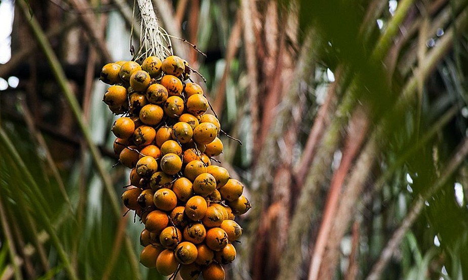 Tucumã: o fruto da Amazônia que pode substituir produção insustentável ...