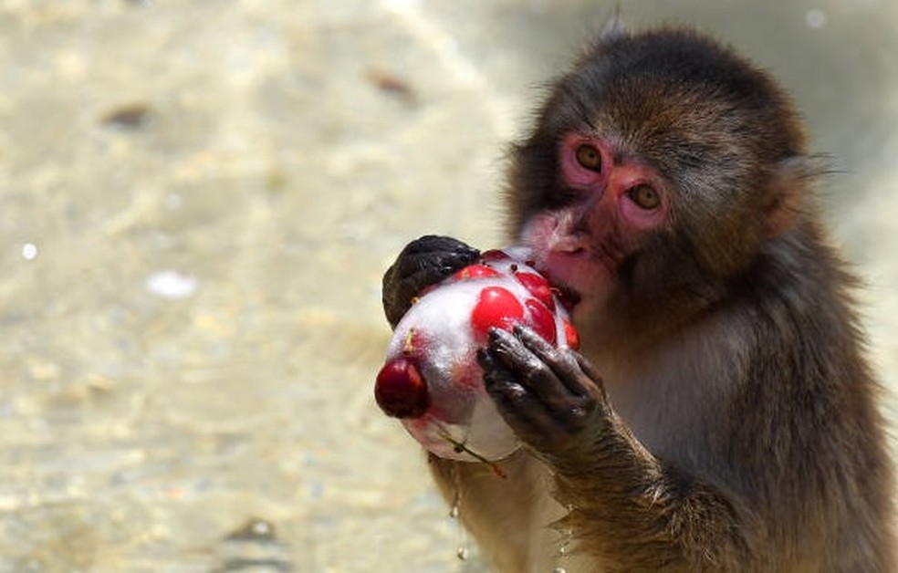 Macaco come cerejas congeladas no zoológico de Roma — Foto: Getty Images