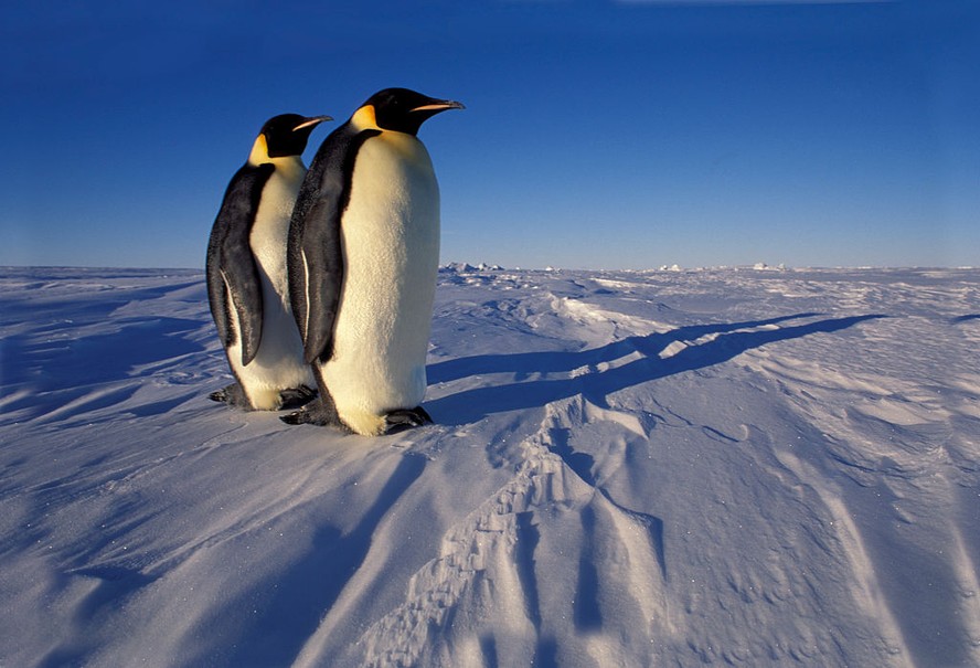 Pinguins-imperadores (Aptenodytes forsteri) na Antártida