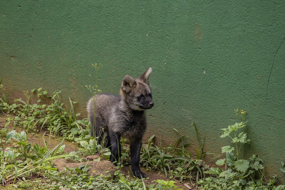 Um dos filhotes de lobo-guará nascidos no zoo da capital paulista — Foto: Divulgação Zoo São Paulo