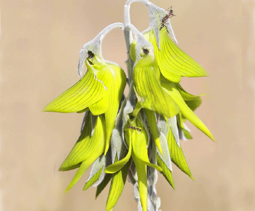 As pétalas da Crotalaria cunninghamii se parecem com um beija-flor.