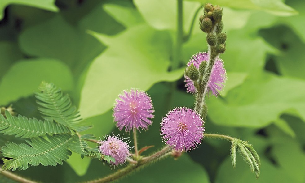 Dormideira (Mimosa borboremae), encontrada apenas nas matas do planalto de Borborema — Foto: Eric Hunt / Wikimedia