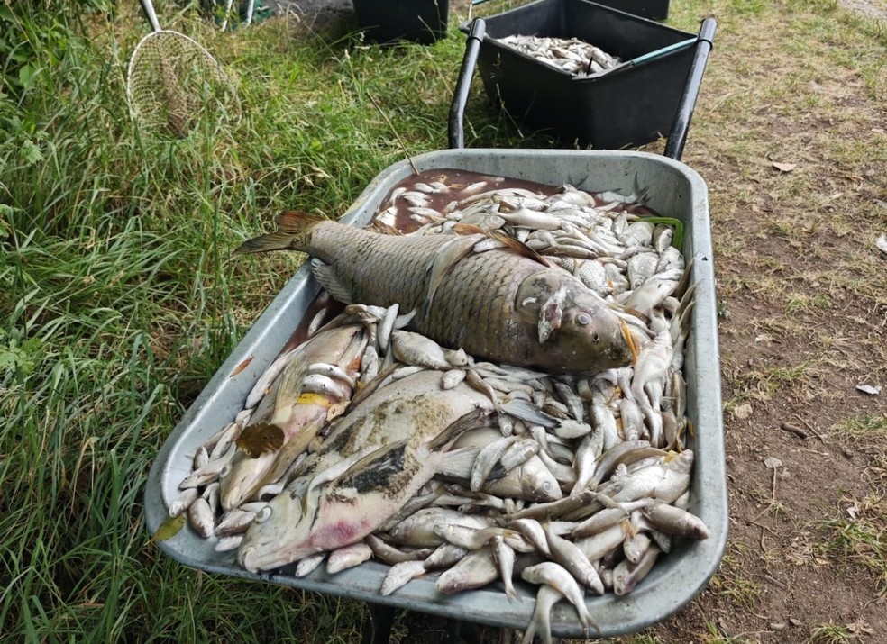 Peixes morrem com onda de calor na Europa. — Foto: Asociación Checa de Pesca.