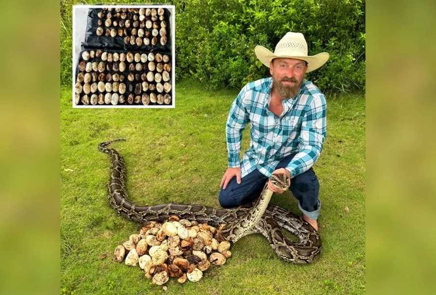 Uma enorme píton birmanesa com um ninho 'recorde' de 111 ovos foi removida dos Everglades