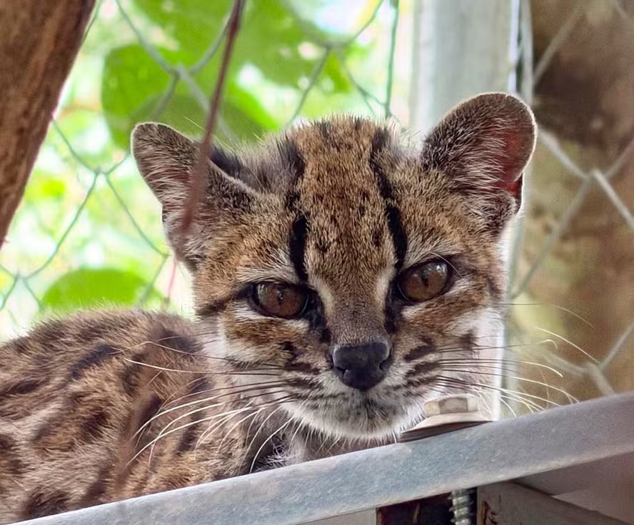 116266754-gato-tilcayo-o-unico-exemplar-conhecido-esta-no-refugio-de-vida-selvagem-la-senda-verdeem.avif