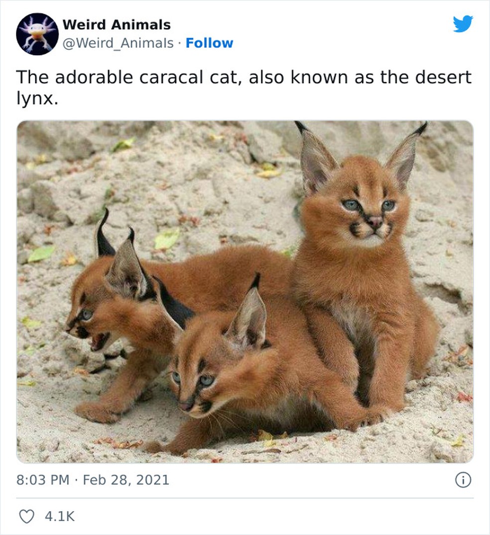 Gato Caracal — Foto: Reprodução / Twitter 