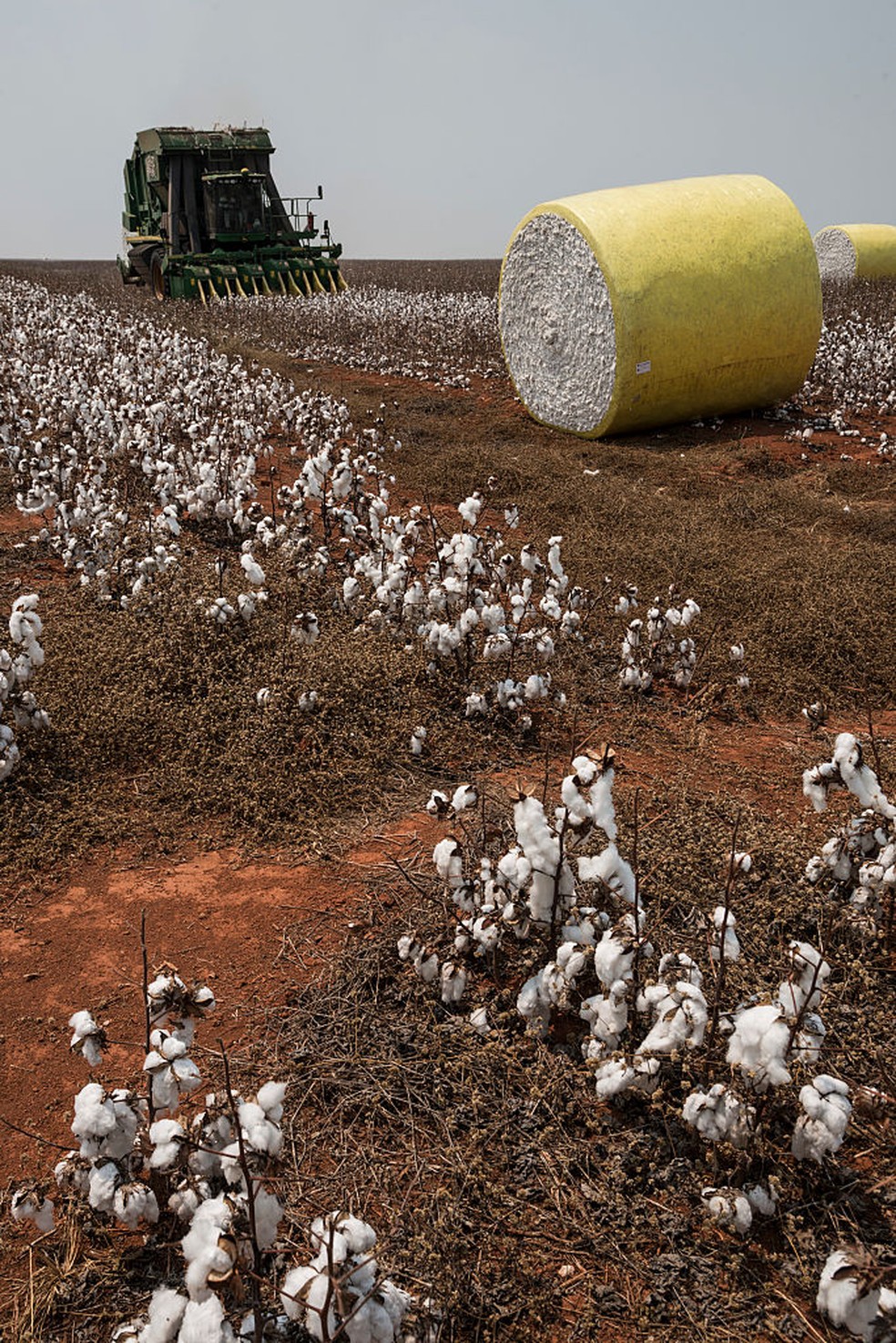 Campos de algodão em Campo Grande (MT). — Foto: Paulo Fridman/Corbis via Getty Images
