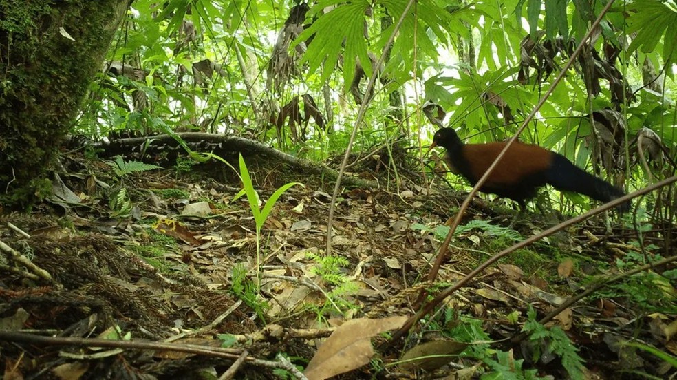 O pombo-fais�o-de-nuca-preta � Foto: Doka Nason/American Bird Conservancy