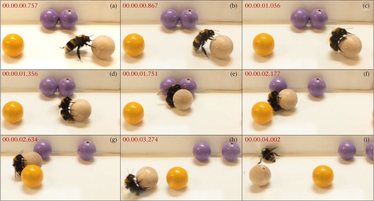 Bees playing football?  Science deepens data on animal consciousness  Energy and science
