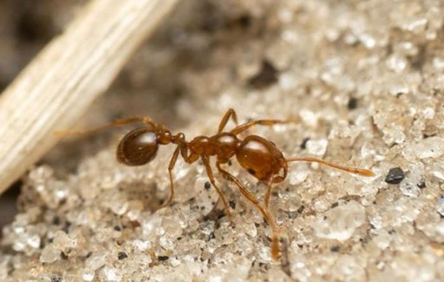 Formiga de fogo vermelha: Espécie considerada uma das mais invasoras do mundo foi encontrada na Itália e pode espalhar-se rapidamente pelo continente