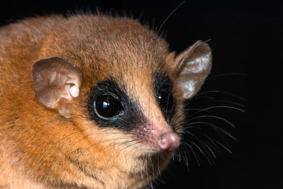 10 centímetros de fofura: mini marsupial de olhos grandes é descoberto ...