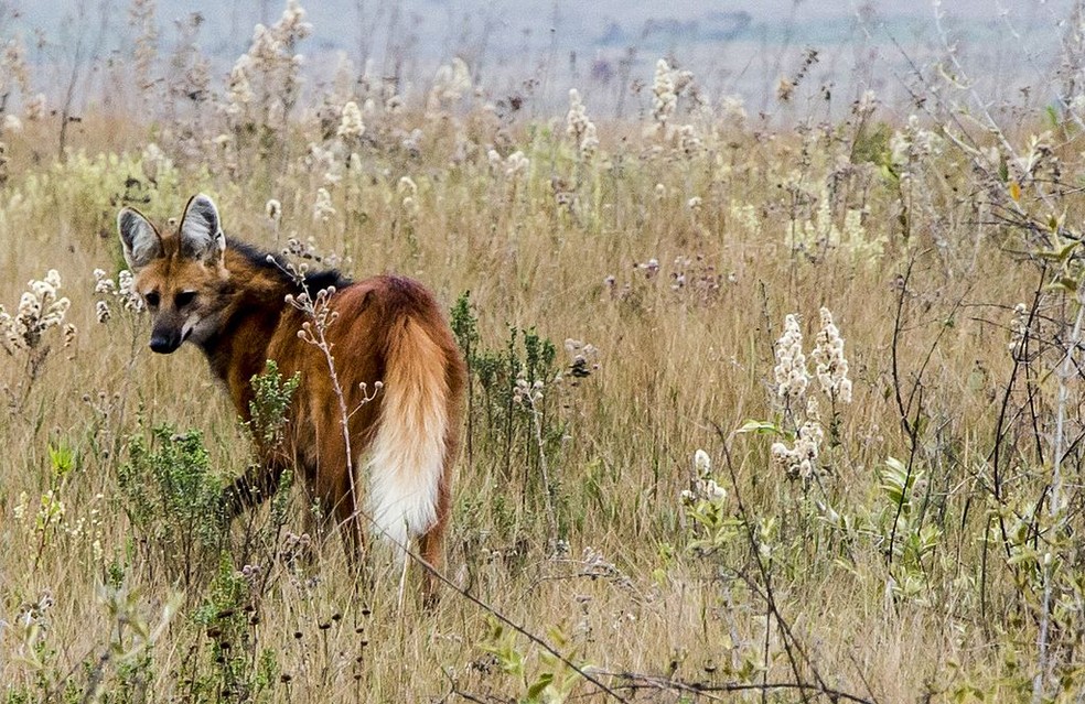 O Cerrado é o segundo bioma brasileiro com maior número de mamíferos ameaçados de extinção, como o lobo-guará — Foto: Nando Bomfim/Wikipedia